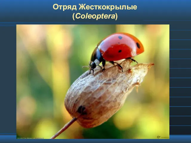 Отряд Жесткокрылые (Coleoptera)