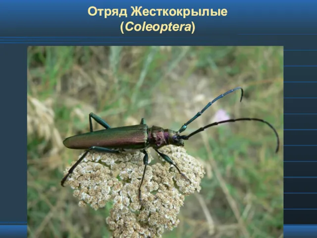 Отряд Жесткокрылые (Coleoptera)