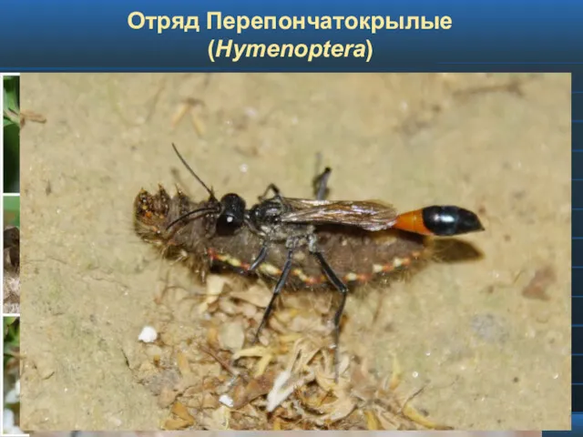 Отряд Перепончатокрылые (Hymenoptera)