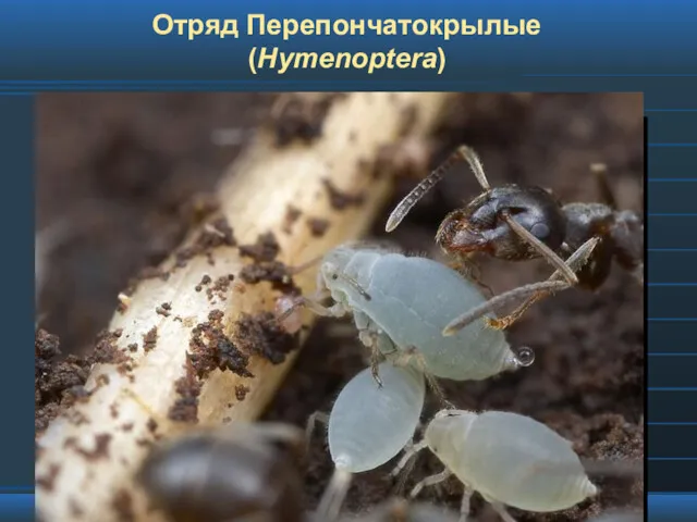 Отряд Перепончатокрылые (Hymenoptera)