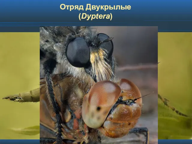 Отряд Двукрылые (Dyptera)