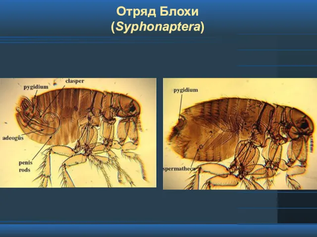 Отряд Блохи (Syphonaptera)