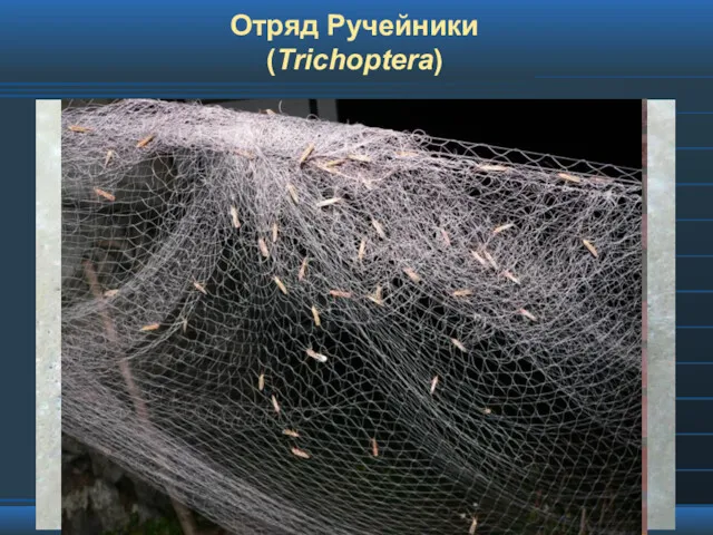 Отряд Ручейники (Trichoptera)