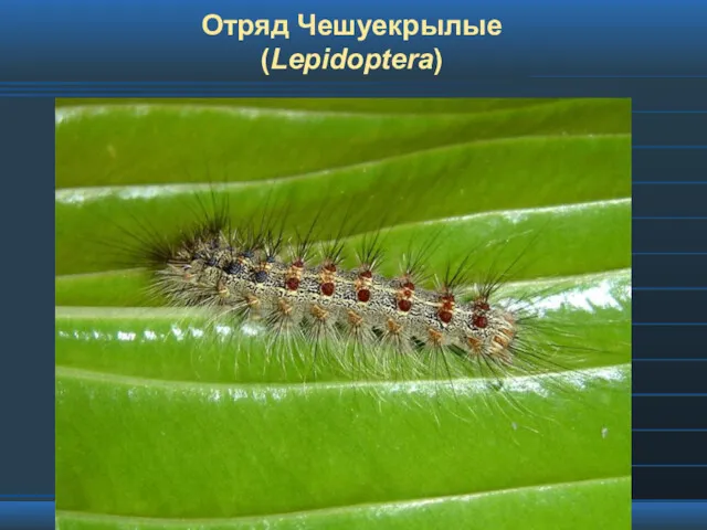 Отряд Чешуекрылые (Lepidoptera)