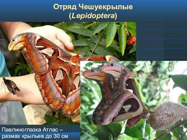 Отряд Чешуекрылые (Lepidoptera) Павлиноглазка Атлас –размах крыльев до 30 см