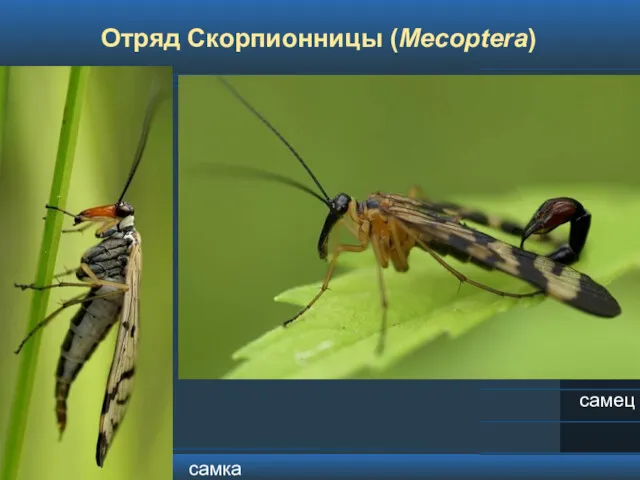 Отряд Скорпионницы (Mecoptera)