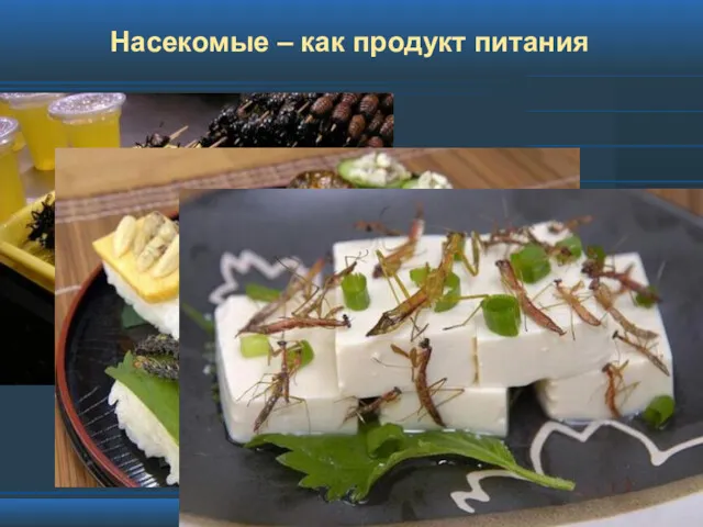 Насекомые – как продукт питания