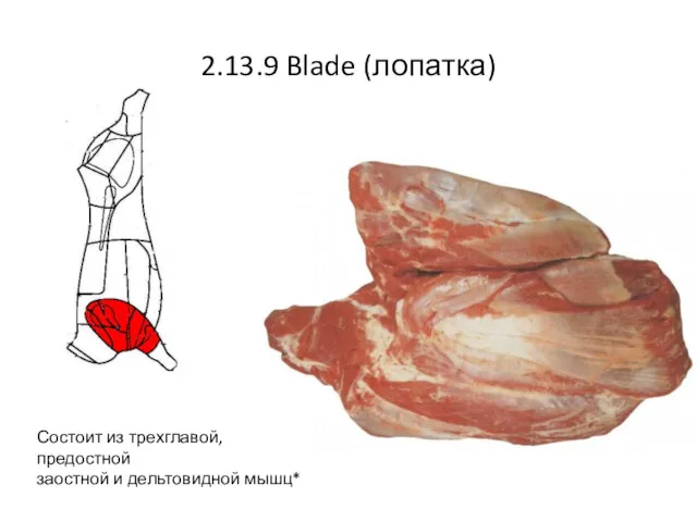 2.13.9 Blade (лопатка) Состоит из трехглавой, предостной заостной и дельтовидной мышц*