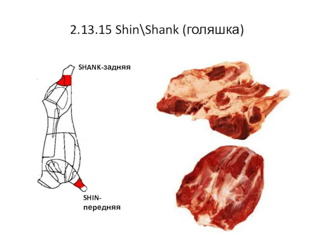 2.13.15 Shin\Shank (голяшка) SHIN- передняя SHANK-задняя