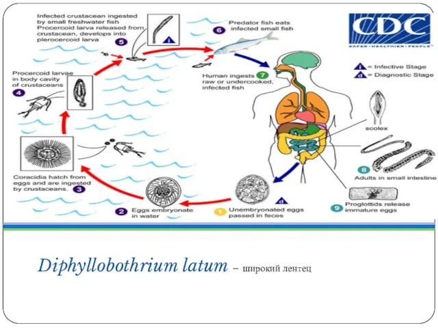 Diphyllobothrium latum – широкий лентец