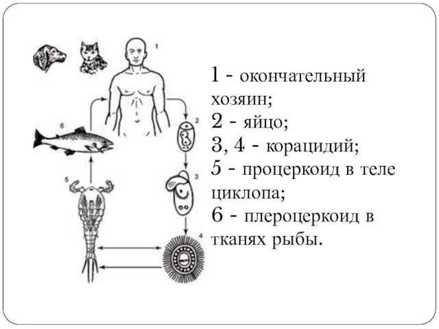 1 - окончательный хозяин; 2 - яйцо; 3, 4 -