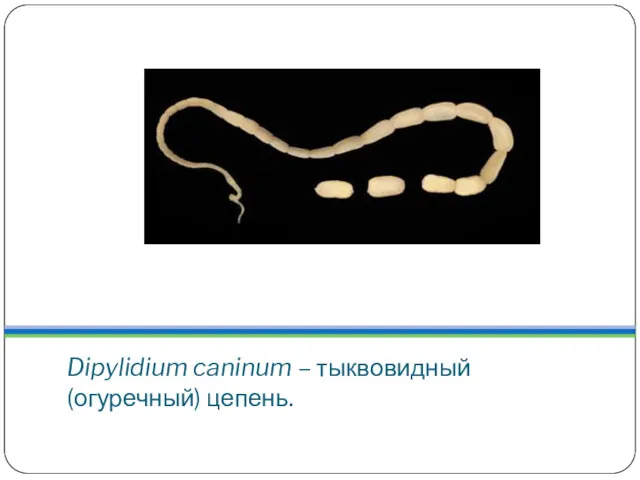 Dipylidium caninum – тыквовидный (огуречный) цепень.