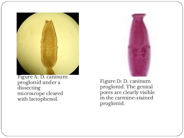 Figure A: D. caninum proglottid under a dissecting microscope cleared