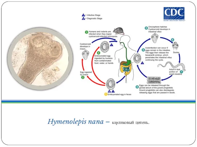 Hymenolepis nana – карликовый цепень.