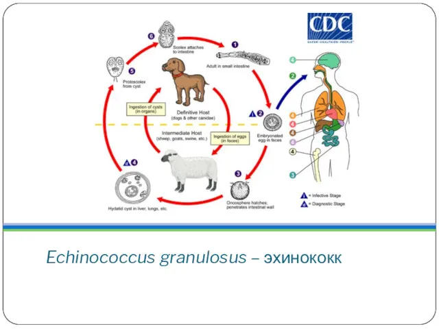 Echinococcus granulosus – эхинококк