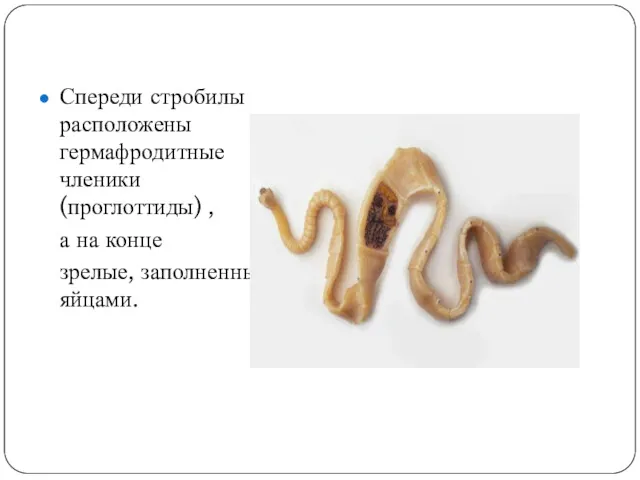 Спереди стробилы расположены гермафродитные членики (проглоттиды) , а на конце зрелые, заполненные яйцами.