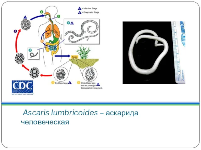 Ascaris lumbricoides – аскарида человеческая