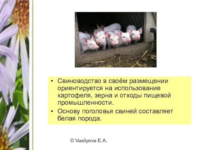 © Vasilyeva E.A. Свиноводство в своём размещении ориентируется на использование