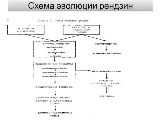 Схема эволюции рендзин