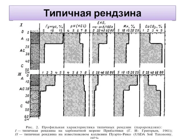 Типичная рендзина