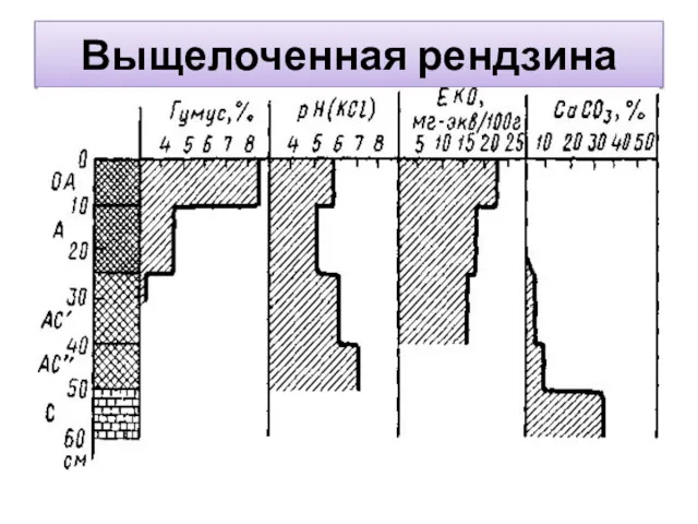 Выщелоченная рендзина