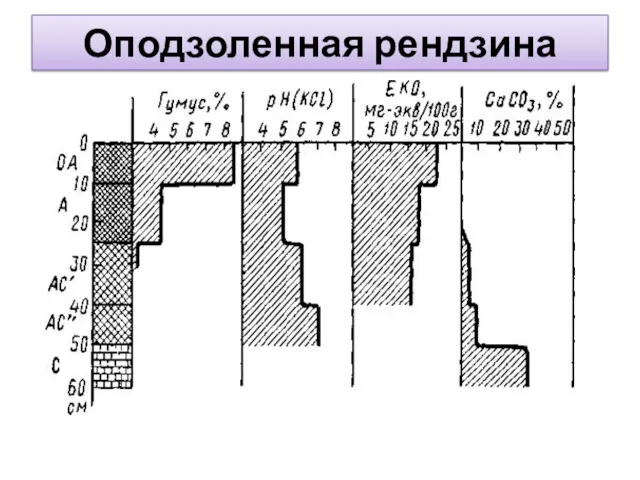 Оподзоленная рендзина