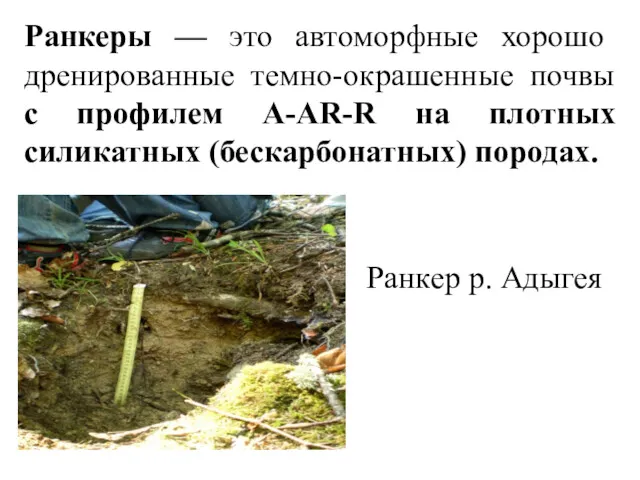 Ранкеры — это автоморфные хорошо дренированные темно-окрашенные почвы с профилем