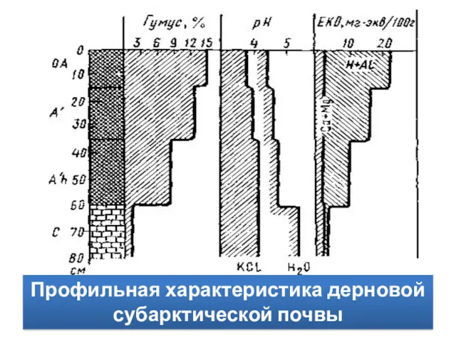 Профильная характеристика дерновой субарктической почвы