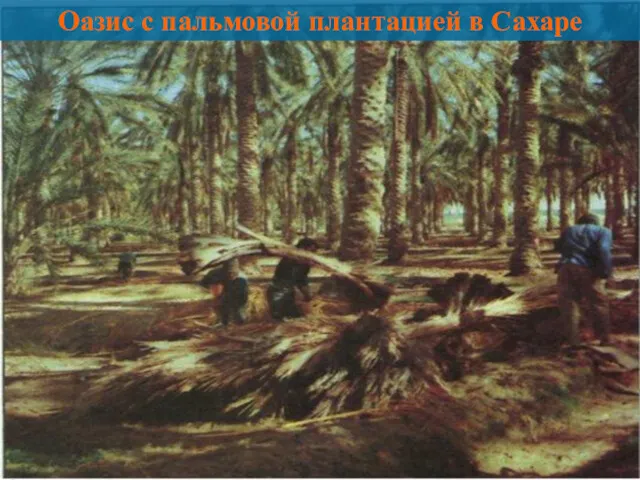 Оазис с пальмовой плантацией в Сахаре