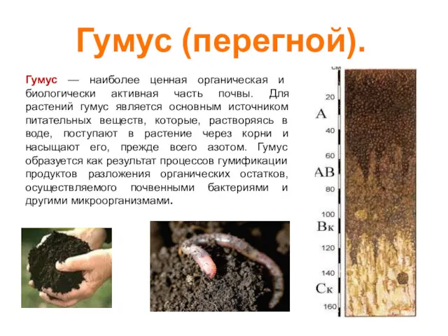 Гумус — наиболее ценная органическая и биологически активная часть почвы.