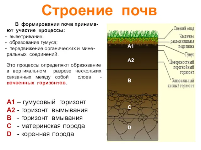 Строение почв В формировании почв принима-ют участие процессы: выветривание; образование