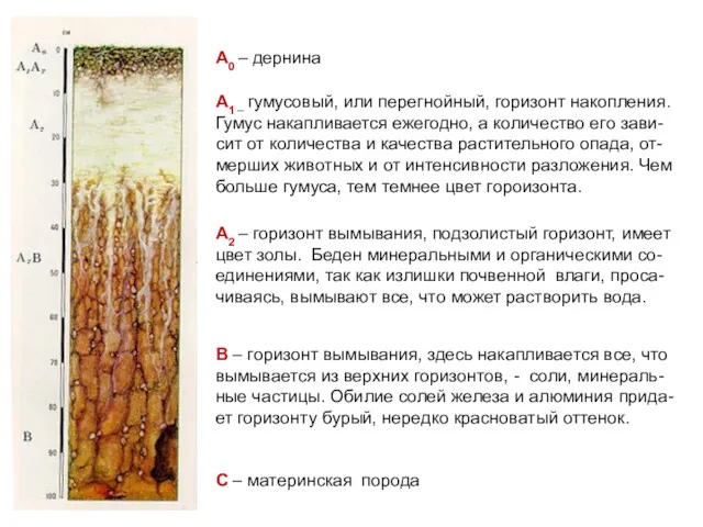 А0 – дернина А1 – гумусовый, или перегнойный, горизонт накопления.