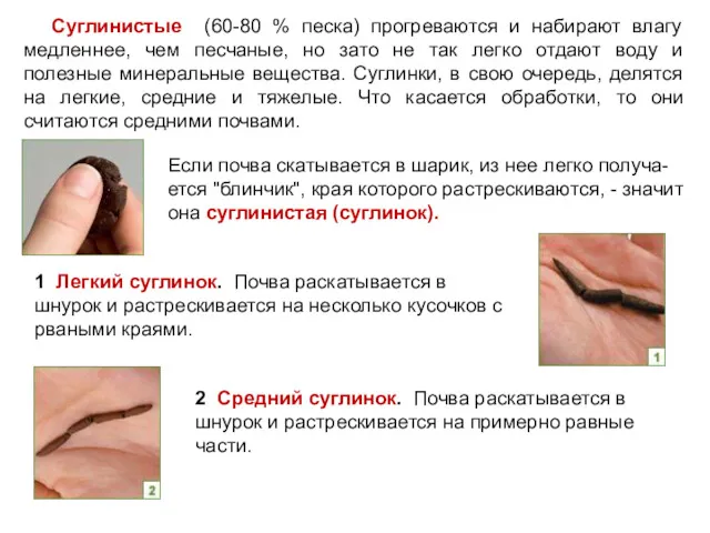 Суглинистые (60-80 % песка) прогреваются и набирают влагу медленнее, чем