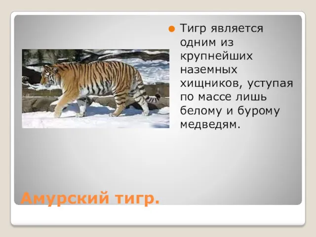 Амурский тигр. Тигр является одним из крупнейших наземных хищников, уступая по массе лишь