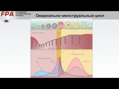 Овариально-менструальный цикл