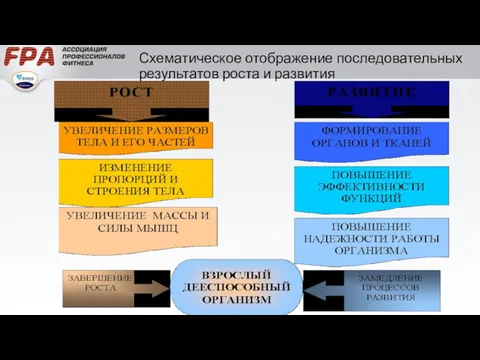 Схематическое отображение последовательных результатов роста и развития