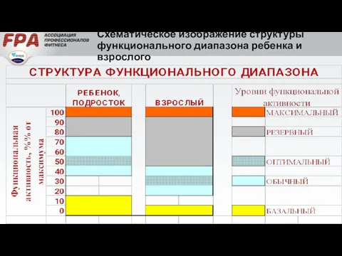 Схематическое изображение структуры функционального диапазона ребенка и взрослого