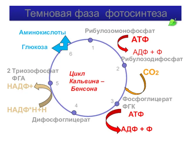 Рибулозодифосфат Фосфоглицерат ФГК Дифосфоглицерат 2 Триозофосфат ФГА Глюкоза Рибулозомонофосфат СО2