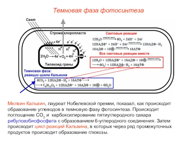 Мелвин Кальвин, лауреат Нобелевской премии, показал, как происходит образование углеводов в темновую фазу