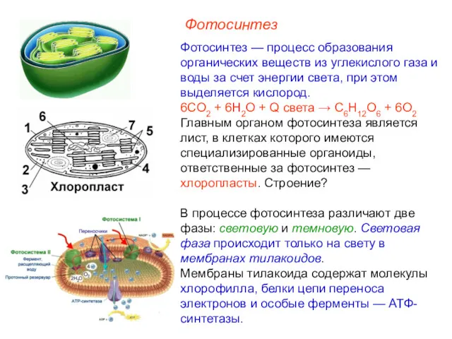 Фотосинтез Фотосинтез — процесс образования органических веществ из углекислого газа и воды за