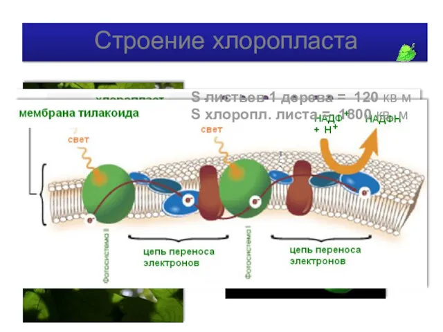 Строение хлоропласта S листьев 1 дерева = 120 кв м S хлоропл. листа