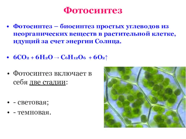 Фотосинтез Фотосинтез – биосинтез простых углеводов из неорганических веществ в