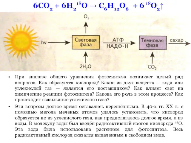 6СО2 + 6Н218О → С6Н12О6 + 6 18О2↑ При анализе