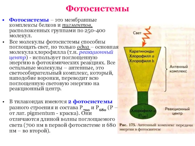 Фотосистемы Фотосистемы – это мембранные комплексы белков и пигментов, расположенных