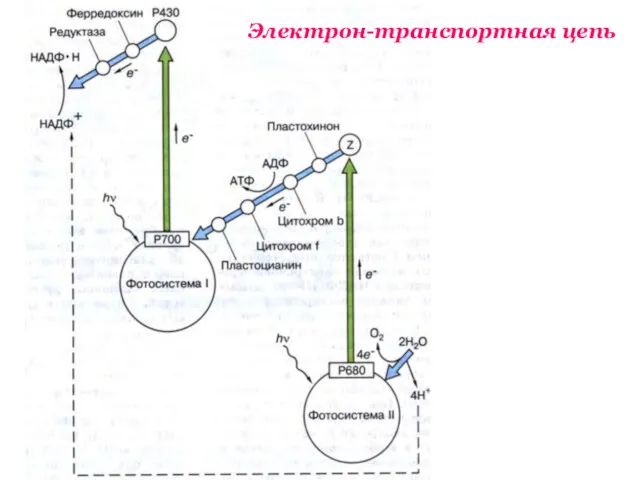 Электрон-транспортная цепь