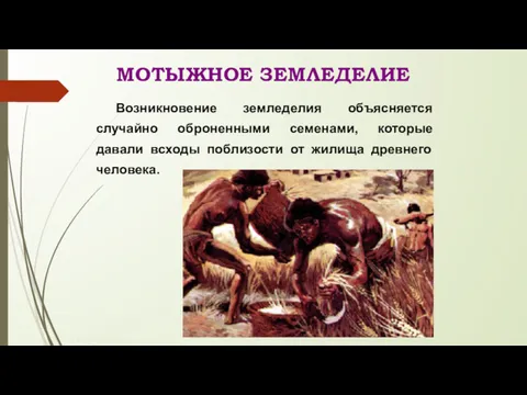 © Жадаев Д.Н., 2005 МОТЫЖНОЕ ЗЕМЛЕДЕЛИЕ Возникновение земледелия объясняется случайно