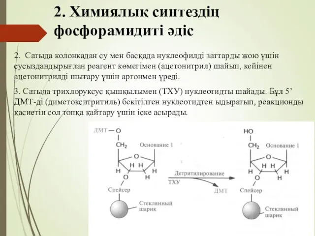 2. Химиялық синтездің фосфорамидиті әдіс 2. Сатыда колонкадан су мен