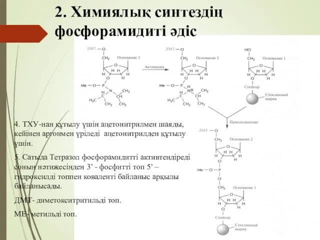 2. Химиялық синтездің фосфорамидиті әдіс 4. ТХУ-нан құтылу үшін ацетонитрилмен