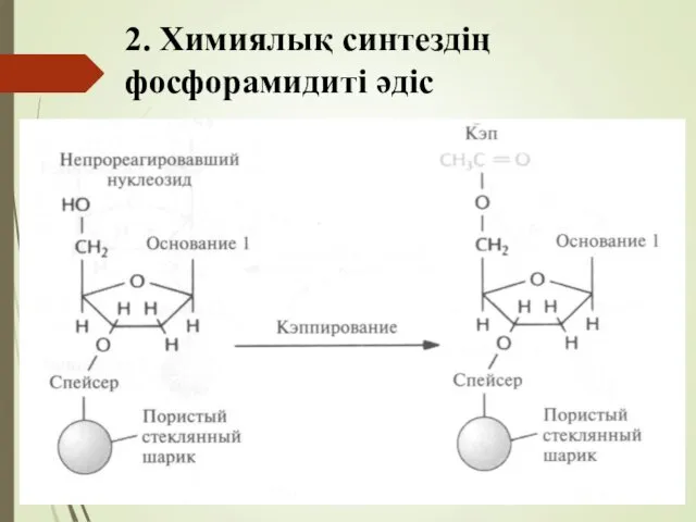 2. Химиялық синтездің фосфорамидиті әдіс