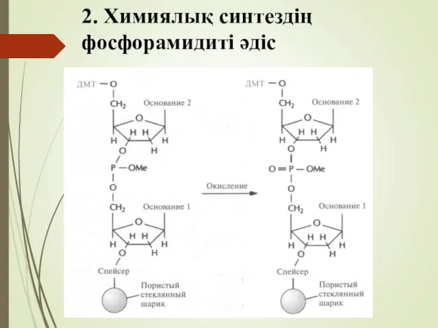 2. Химиялық синтездің фосфорамидиті әдіс